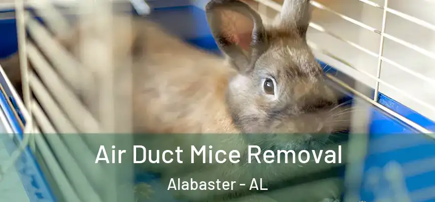  Air Duct Mice Removal Alabaster - AL